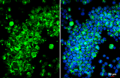 Anti-FPRL1 antibody [HL4245] used in Immunocytochemistry/ Immunofluorescence (ICC/IF). GTX643078